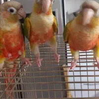 فروش گرینجیک  اناناسی رد. و دبل رد|پرنده|بجنورد, |دیوار