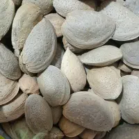بادام مغز پر