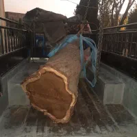 فروش چوب گردو سیاه سایز ۳۰ تا شصت خشک|عمده‌فروشی|شیراز, گویم|دیوار