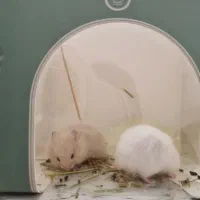 همستر کوچک|موش و خرگوش|اصفهان, بهارستان|دیوار