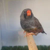 فنچ|پرنده|تهران, خزانه|دیوار