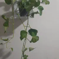 پتوس ابلق