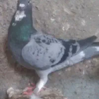کبوتر