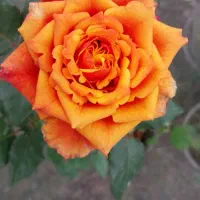 گلهای با کیفیت و زیبا