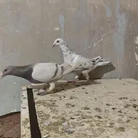 هفرنگ خطی اصیل