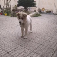 پابلو سگ نگهبان