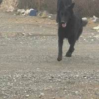 ژرمن شپرد اصیل مشکی ۸ ماهه|سگ|کرمانشاه, |دیوار