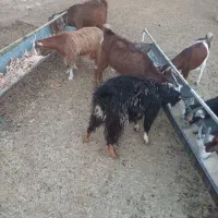 بزغاله ماده