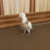 فروشی طوقی|پرنده|فیروزآباد (فارس), |دیوار