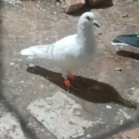 ۱۲عدد پرنده پرشی همه زدوخوردی مال تیغه|پرنده|جوین, |دیوار