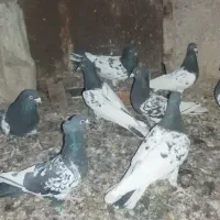 کبوتر سردار