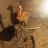 جوجه محلی  شروه ای