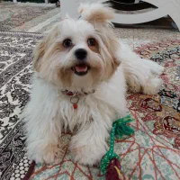 پت خانگی(سگ ماده نژاد شیتزو کراس)|سگ|اهواز, پردیس|دیوار