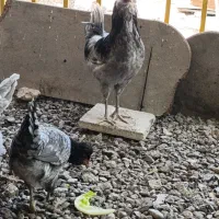 تخم مرغ نطفه دارگلین چهل تاج ریشوطوسی فول بشرط|حیوانات مزرعه|زنجان, |دیوار