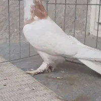 کبوتر طوقی شکار