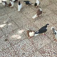 کبوتر دمگیر