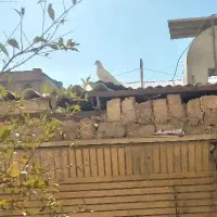 کفتر نر سفید