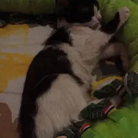 واگزاری|گربه|ارومیه, |دیوار