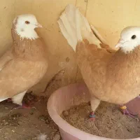 کفتر مایه انباری عتیقه چهار جفت یکجا|پرنده|تهران, قیطریه|دیوار