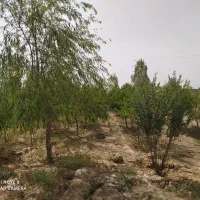 باغ ویلا|فروش خانه و ویلا|مشهد, فرخد|دیوار