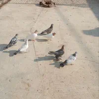 کبوتر|پرنده|ایلخچی, |دیوار