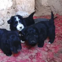 نژادشیتزو تریر|سگ|قزوین, |دیوار