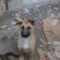 توله سگ ژرمن نر