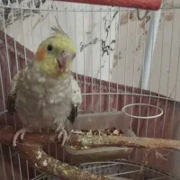 طوطی عروس|پرنده|تهران, دولاب|دیوار