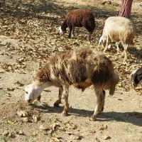 بره ماده و بره قوچ|حیوانات مزرعه|بروجرد, |دیوار