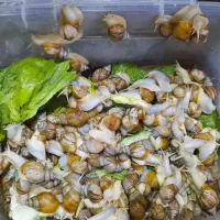 حلزون های پرورشی کلاژن ساز|خزنده|ممقان, |دیوار