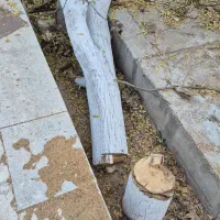 چوب گردو زردالو و چنار