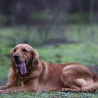 گمشده سگ گلدن