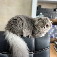 واگذاری گربه بریتیش خاص