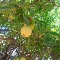 باغ قدیمی با درختان 15 ساله|فروش خانه و ویلا|مشهد, میان ولایت|دیوار