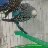 جفت مرغ عشق (خاص)|پرنده|قائن, |دیوار