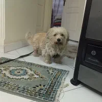 حیوان خانگی