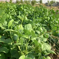نگهبان مزرعه