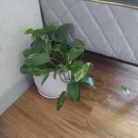 گل اپارتمانی دورنگ