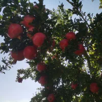 انار رباب قطرویه صادراتی|خوردنی و آشامیدنی|شیراز, کفترک|دیوار