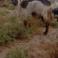 حیوانات مزرعه بز. چنبیش|حیوانات مزرعه|کارون, |دیوار