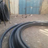 کبوتر|پرنده|شیراز, دوکوهک|دیوار