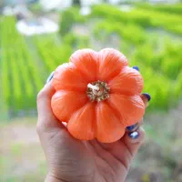 شمع های یلدایی|صنایع دستی و سایر لوازم تزئینی|عباسآباد, |دیوار