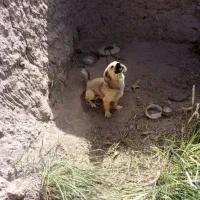 سگ نر پاکوتاه اتوبوسی فروش و معاوضه با کفتر