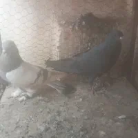 کفتر قلاق وترکیه ای سرور|پرنده|برخوار, |دیوار