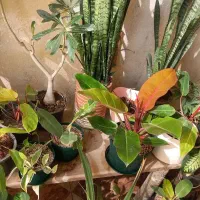 گل.طبیعی|گل و گیاه طبیعی|مسجد سلیمان, |دیوار