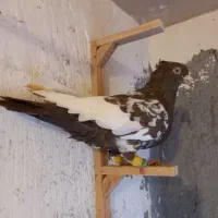 کبوتر رنگی قلدور|پرنده|مشهد, شهید قربانی|دیوار