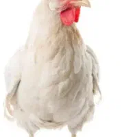 مرغ سفید تخم گذار