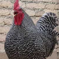 نژاد آمروک و ویاندوت یک ماهه اصیل عمده و خرده|حیوانات مزرعه|تهران, بوستان شیان|دیوار