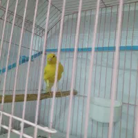 قناری|پرنده|رشت, دیانتی|دیوار