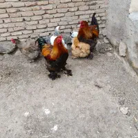 فروش تخم مرغ برهما